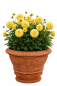 Preview: Terracottatopf aus Impruneta mit Engel- und Blumendekor